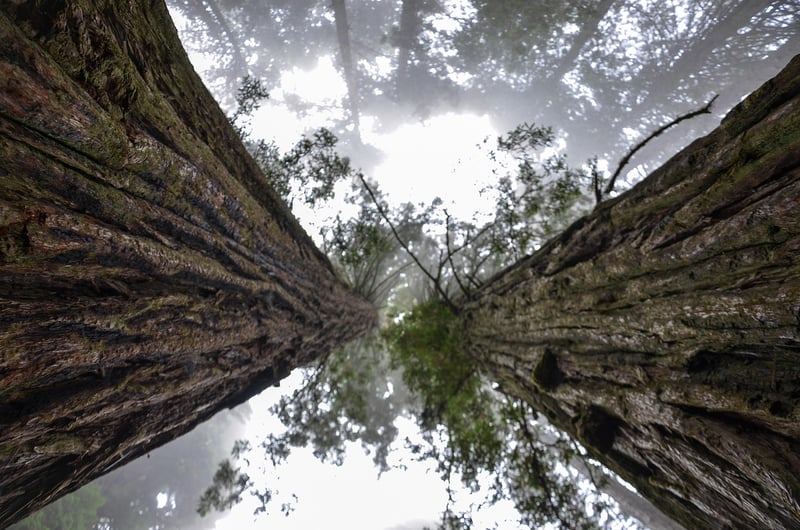 Redwood Forest Wedding Venue